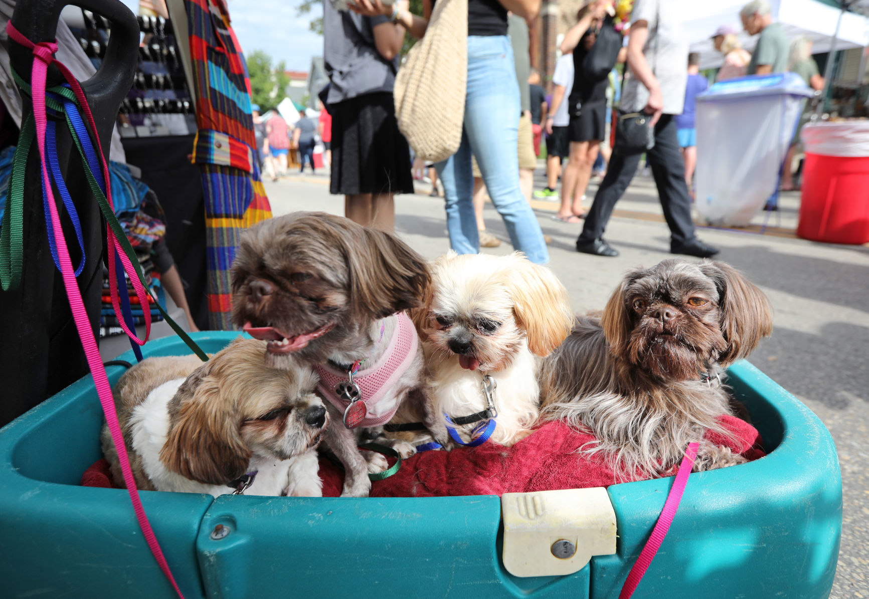 Willy Street Fair